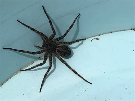 Dolomedes tenebrosus .
